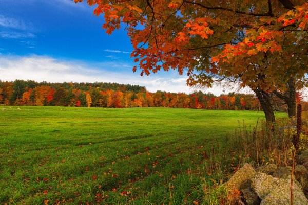 Осеннее поле