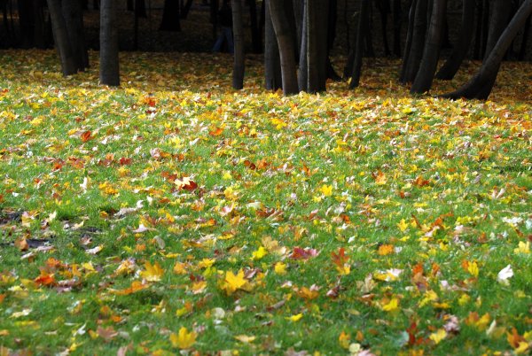 Трава в осеннем лесу