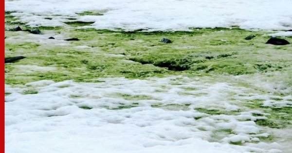 Синезеленые водоросли Антарктида