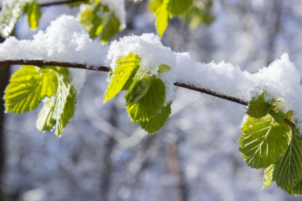 Весенние ветки со снегом