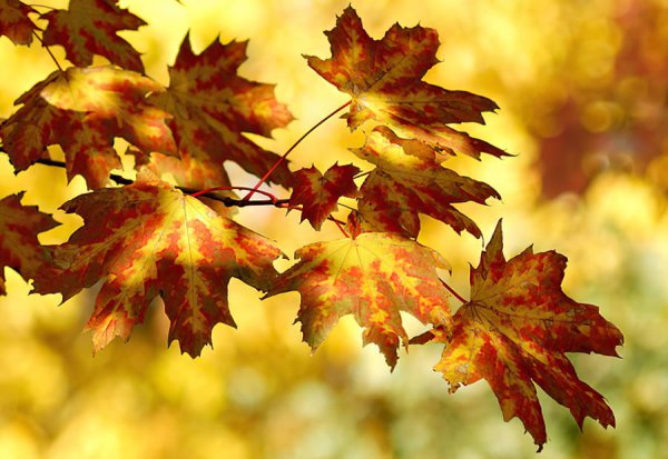 Спасибо осень