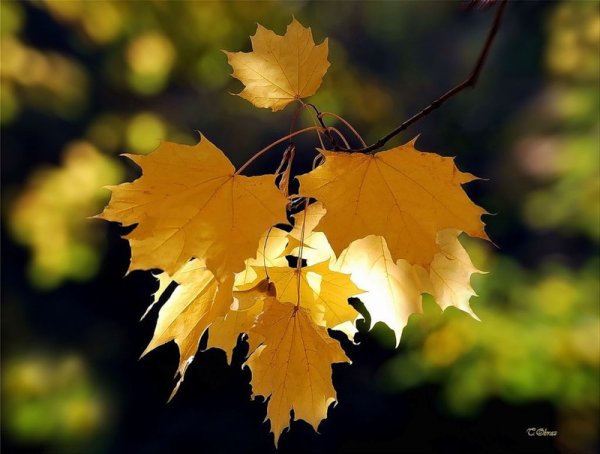 Спасибо за внимание осень