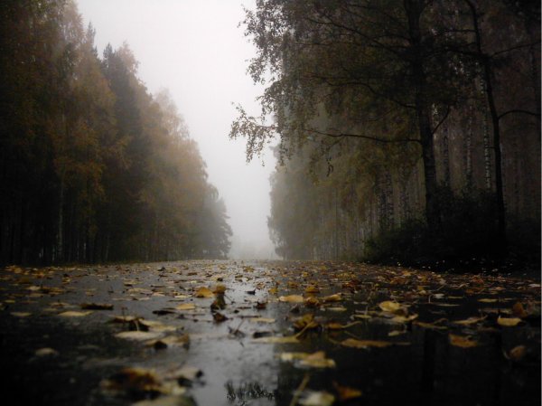 Осень дождь