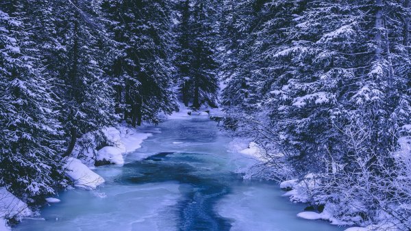 Зимний лес