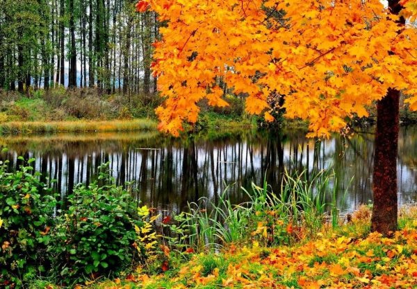 Красивая осень