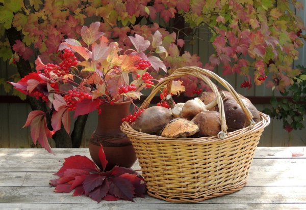 Осенних дней очарованье