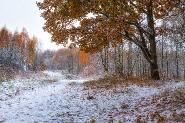 Осень первый снег