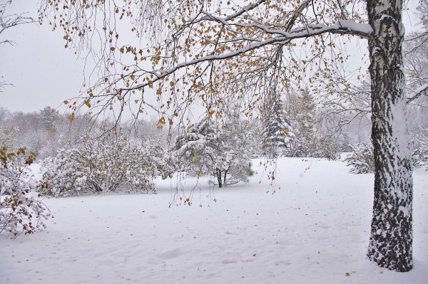 Поздняя осень снег