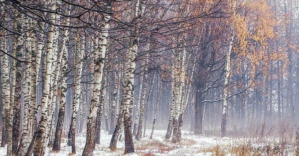 Пейзаж первый снег