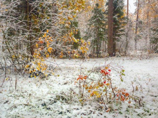 Первый снег в лесу