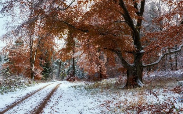 Поздняя осень фото