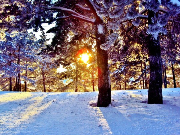 Солнечная зима