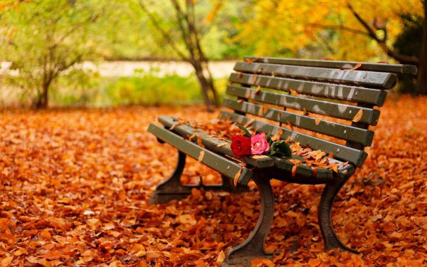 Осенний парк с лавочкой