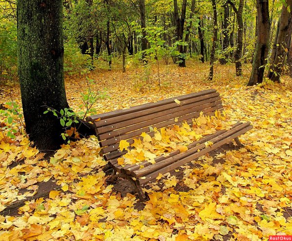 Скамейка в осеннем лесу