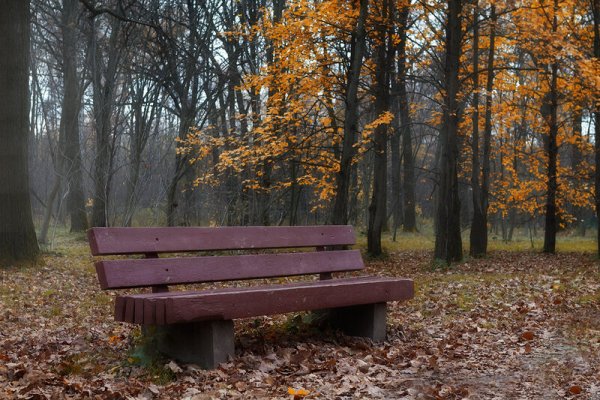 Одинокая лавочка в лесу