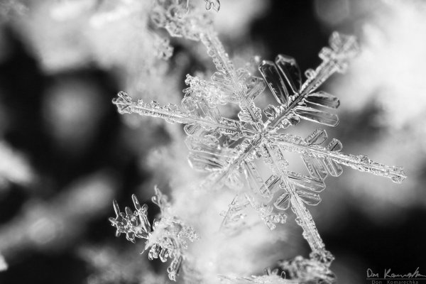 Первые снежинки