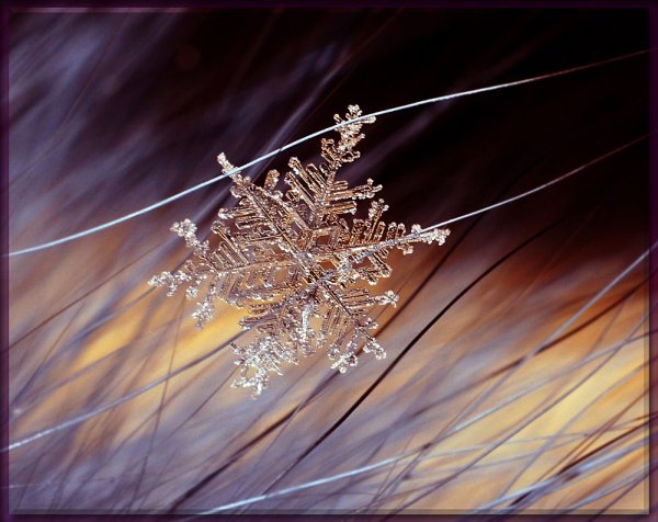 Снежинки на цветах