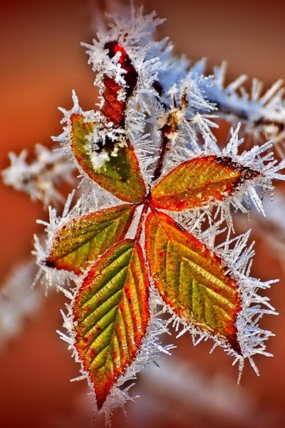 Листья в инее