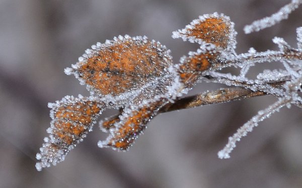 Ноябрь первый снег на листьях и хвое