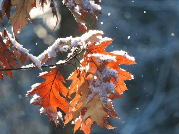 Листва в снегу