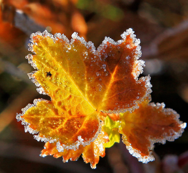 Осенние листья в инее