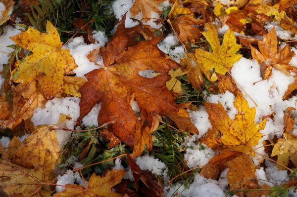 Первый снег на осенних листьях