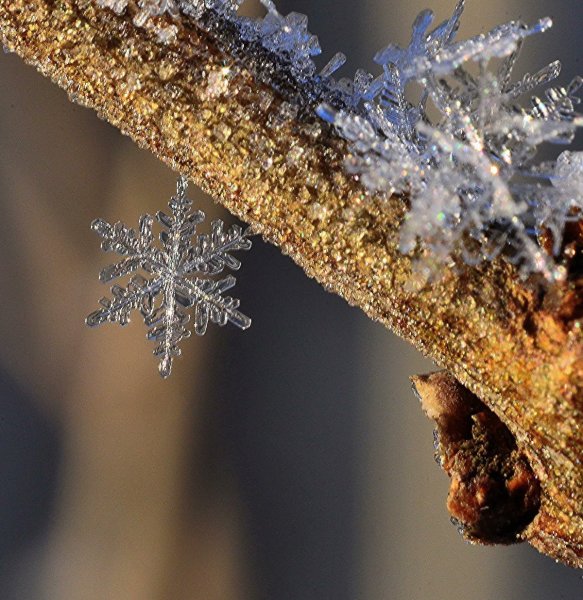 Снежинка Макросъемка