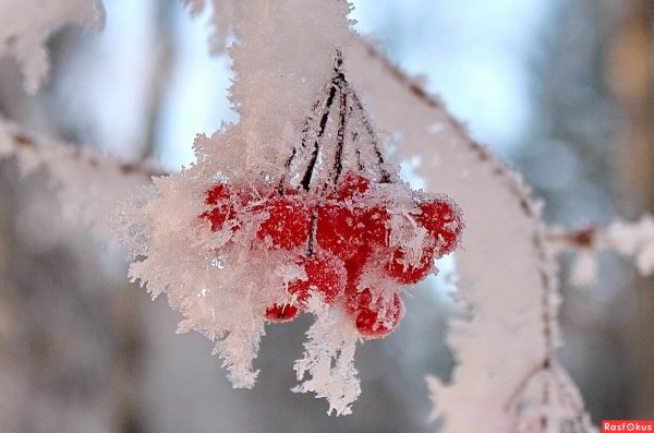Приход зимы