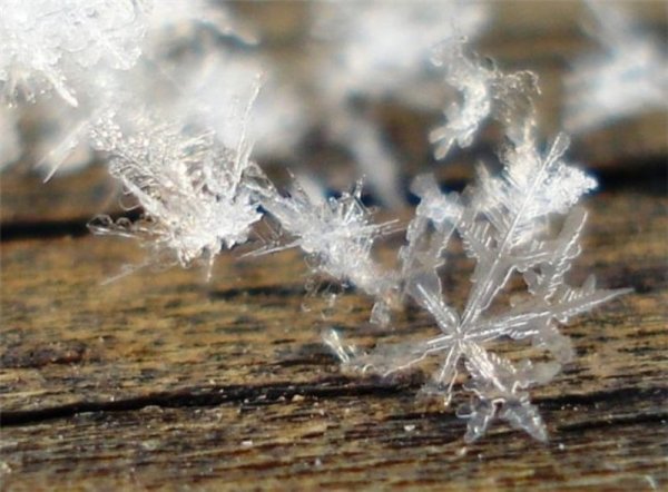 Первые снежинки