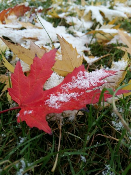 Первый осенний снег
