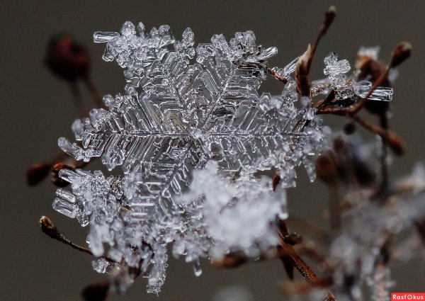 Макросъемка снежинок на деревьях