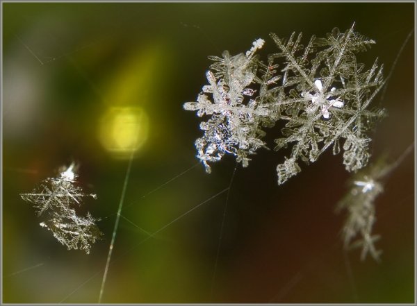 Паутина в снегу