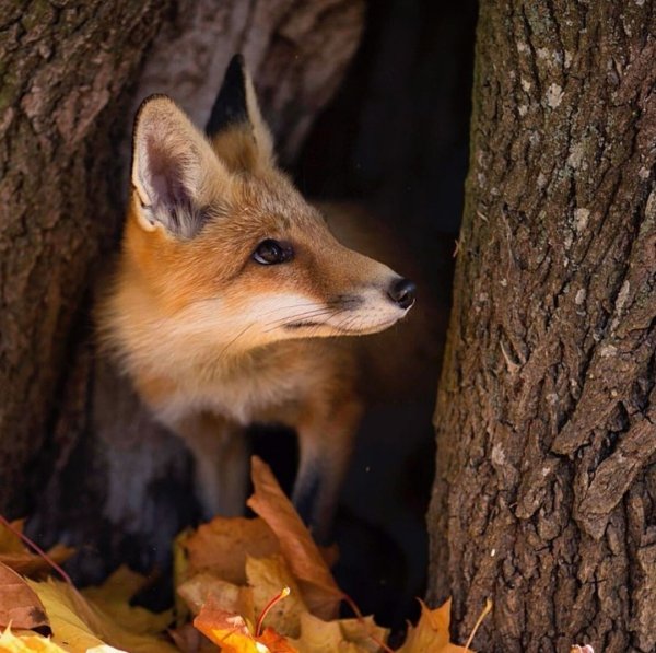 Лиса осенью