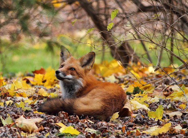 Осень животные
