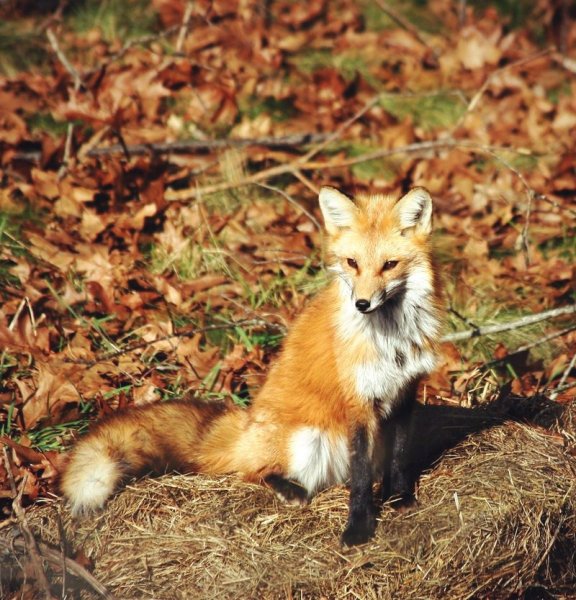 Лисы осень