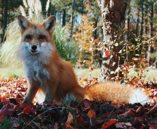 Осенняя Лисичка