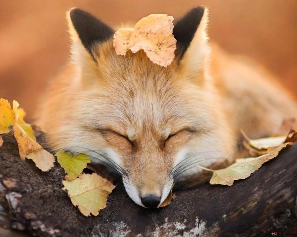 Лисенок осень