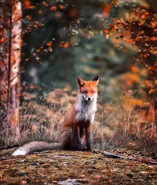 Лиса осенью