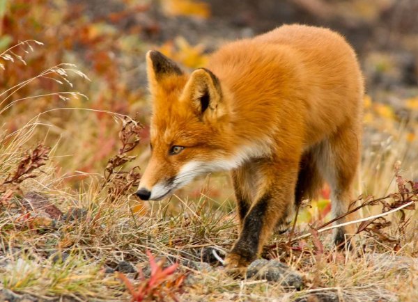 Лисица обыкновенная Лисья рыжая