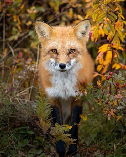 Осенняя Лисичка
