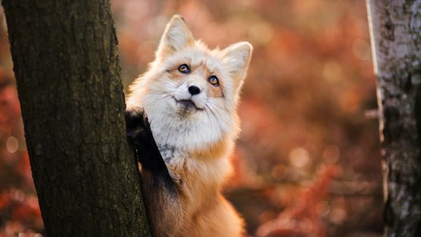 Осенняя лиса