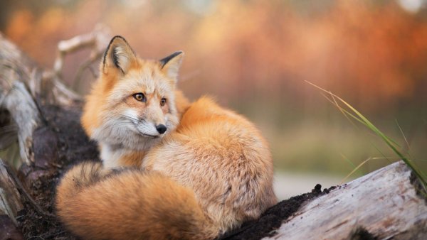 Лиса осенью