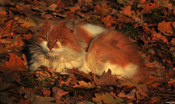 Лиса в листьях