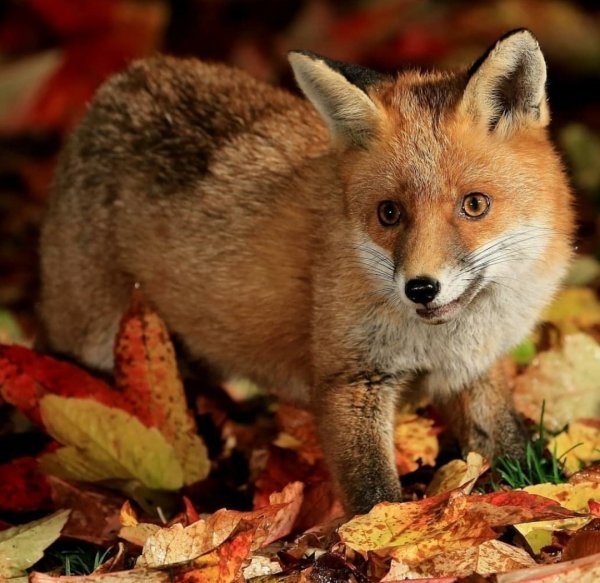 Осенний Лис