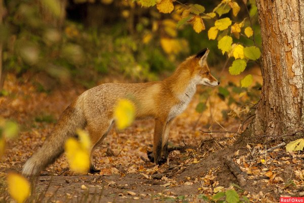 Лиса осенью