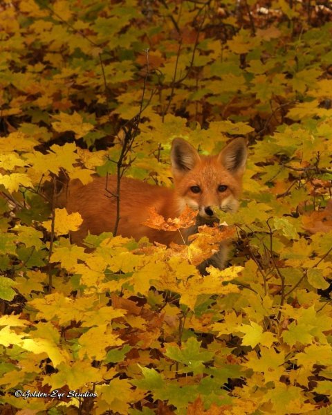 Животные осенью