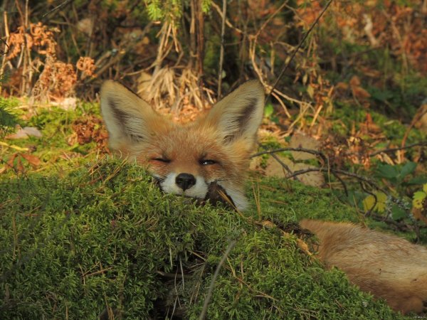 Лисенок осенью