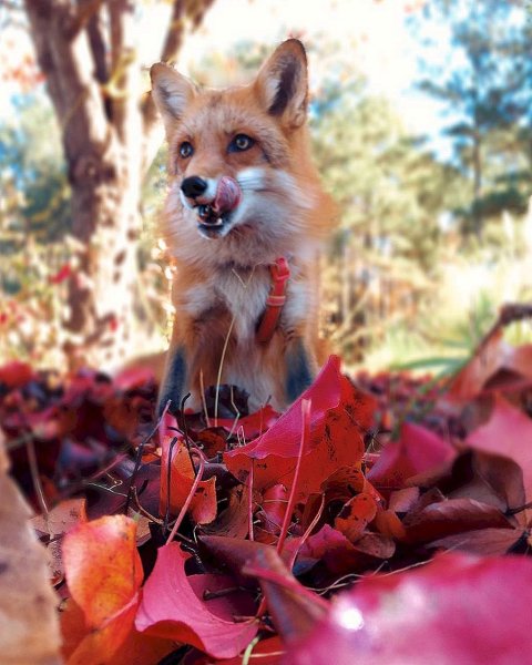 Джунипер Фокс