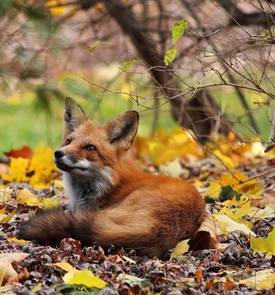 Лиса осенью