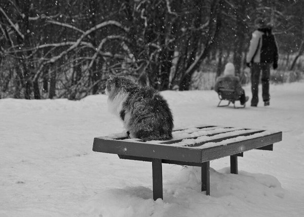 Заснеженный кот на скамейке